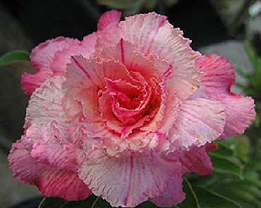 (image for) Adenium Obesum \'New Pink Panther\' 5 Seeds